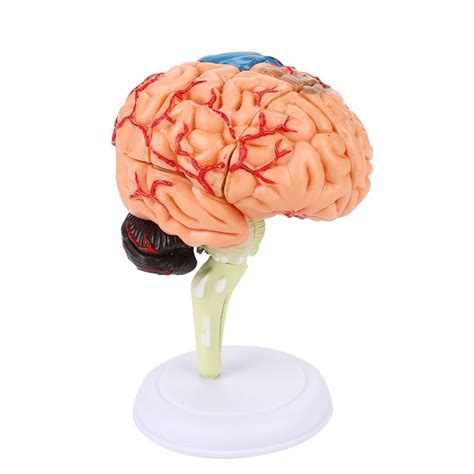 Buy Disassembled Anatomy Human Brain Model School Education Anatomy ...
