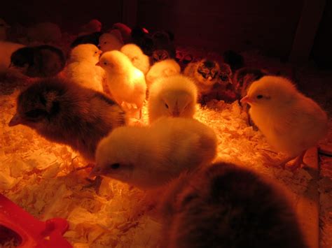 Spring Chickens 11 的图像结果