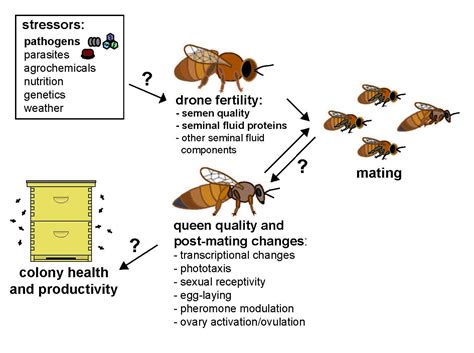 What Is The Life Cycle Of A Queen Honey Bee at Lorelei Rios blog