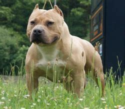 Image result for Dog CPR Algorithm