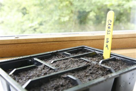Sowing seeds in trays - Thrive
