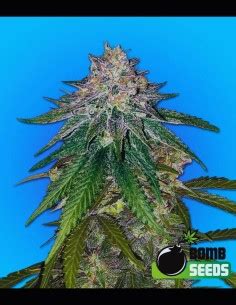 Best Feminized Seeds in 2024