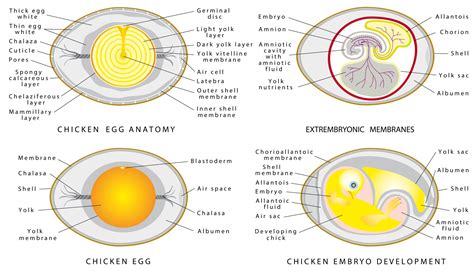 Chicken Embryo Development Candling