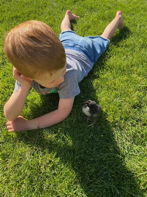 Amazing Modern Chick Hatching 的图像结果