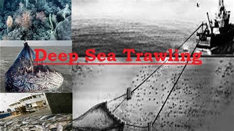 Deep Sea Trawling- Meaning, legislations and its impact on the environment