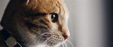 Download wallpaper 2560x1080 cat, collar, pet, brown, glance dual wide ...