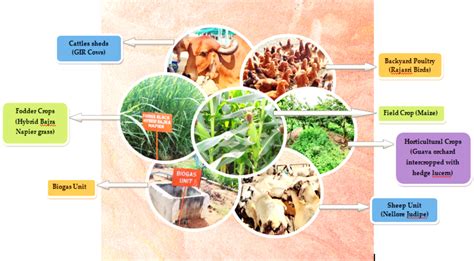 Integrated Farming Systems Improve the Income of Small Farm Holdings—An Overview of Earlier ...
