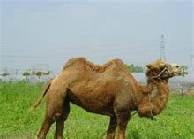 新疆野骆驼保护协会召开2018年第四季度工作会议 _湿地保护_www.shidicn.com