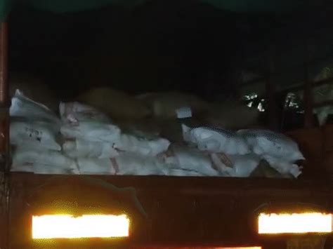 Rice theft from govt warehouse in Rajgarh, caught on camera: Grain ...