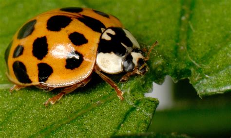 9 Amazing Facts About Ladybirds | Love The Garden