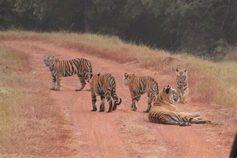 BIG CATS INDIA (2026) All You Need to Know BEFORE You Go (with Photos ...