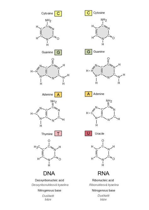 Image result for DNA Microarray Kit