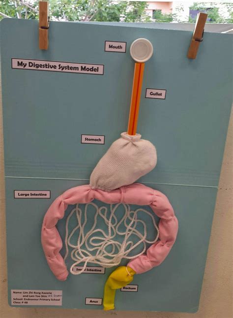 Image result for Digestive System Making Model