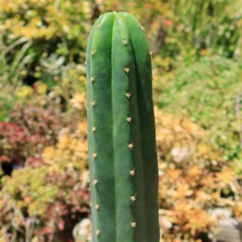 Shop 'San Pedro Cactus - Echinopsis pachanoi' Care and Growing Guide ...