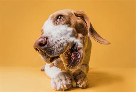 Psychiatric Service Dog Task Training 的图像结果