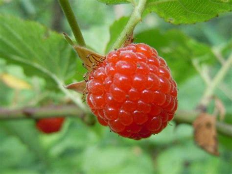 植物选择性聚焦的黑莓莓树枝高清图片下载-正版图片321135400-摄图网