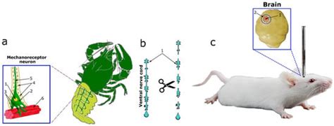 The Role of Hydrogen Sulfide in the Localization and Expression of p53 ...