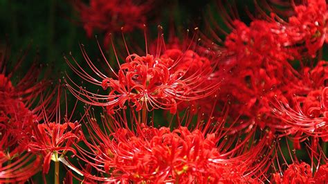 Red spider lilies are a late-summer treat