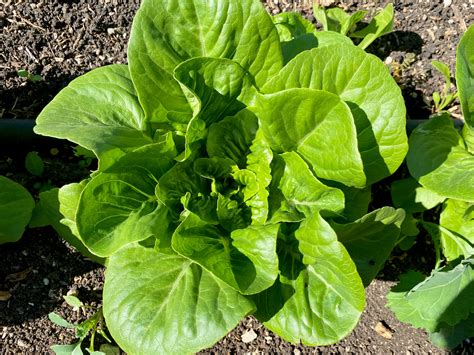 Romaine Lettuce Plant