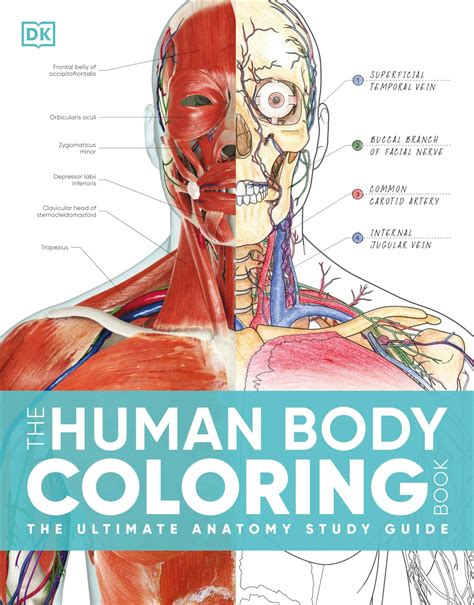 ^READ [EBOOK] [PDF] The Human Body Coloring Book: The Ultimate Anatomy Study Guide, Second ...