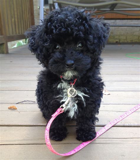 Cute Black Poodle Puppies