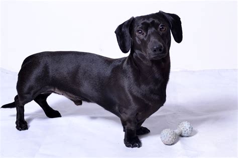 All Black Dachshund