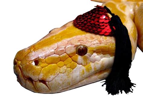 Open Alex API Module Python 的图像结果