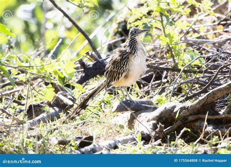 Lesser RoadRunner 的图像结果