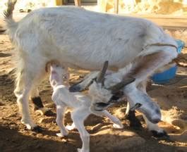Live Stock :: Goat :: Care and Management of Goat