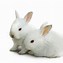 Image result for Cute Easter Bunny No Background