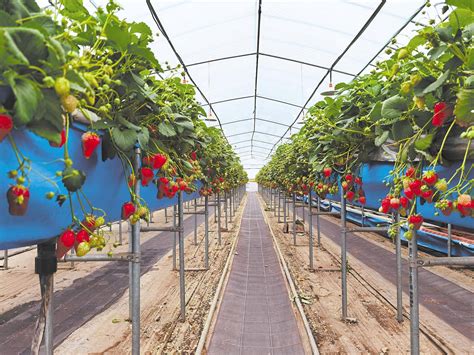草莓一亩地用多少斤种子怎么播种?-绿宝园林网