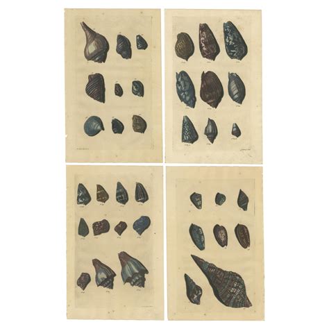 Image result for Sea Shells Prints