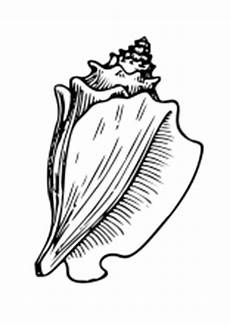 malvorlagen fische muscheln ausmalbilder fische krebse seepferdchen kraken quallen malvorlagen fische muscheln ausmalbilder fische krebse seepferdchen kraken quallen