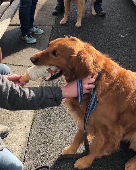 Crafting with Shells 的图像结果