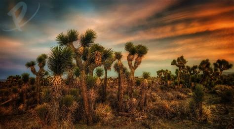 High Desert Property Managers | Provest Realty Inc.