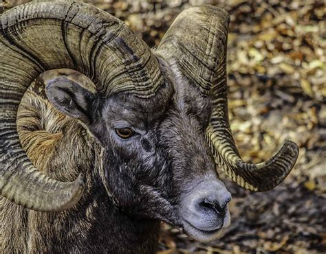 20 Hair Sheep Breeds to Consider Raising