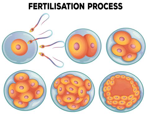 Image result for Fertility Process