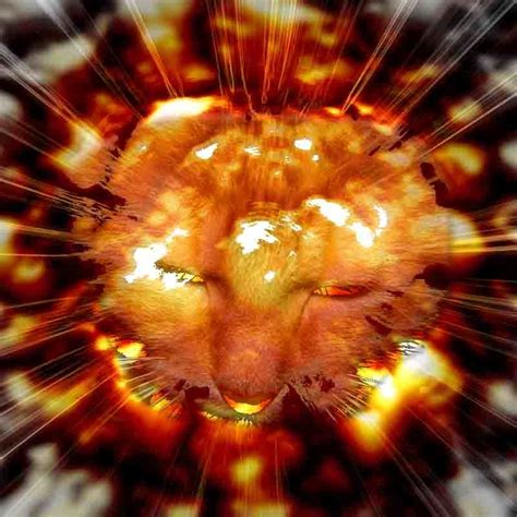 Cute Animals Exploding 的图像结果