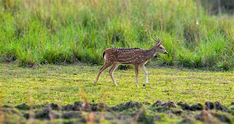 Tadoba Forest | Incredible India