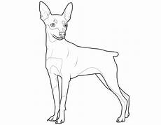 malvorlagen hunde quiz kostenlose malvorlage hunde zwergpinscher zum ausmalen malvorlagen hunde quiz kostenlose malvorlage hunde zwergpinscher zum ausmalen