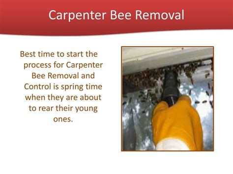 PPT - Carpenter Bee Removal and Control PowerPoint Presentation, free ...