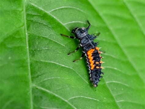What Do Baby Ladybugs Eat? - Classified Mom
