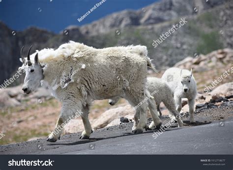 Mountain Goat Hooves