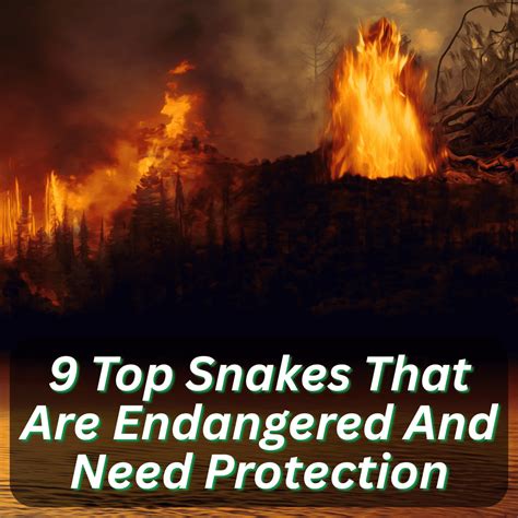 9 Top Snakes That Are Endangered And Need Protection