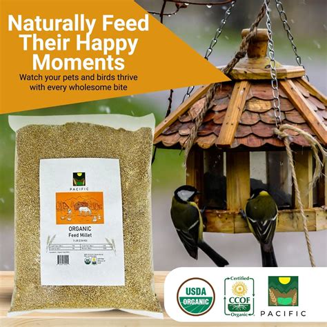 Millet Feed: Perfect for Ground-Feeding Birds – Pacific Petfood
