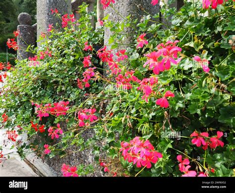 Blooming pink ivy geranium pelargonium, vertical design of landscaping ...