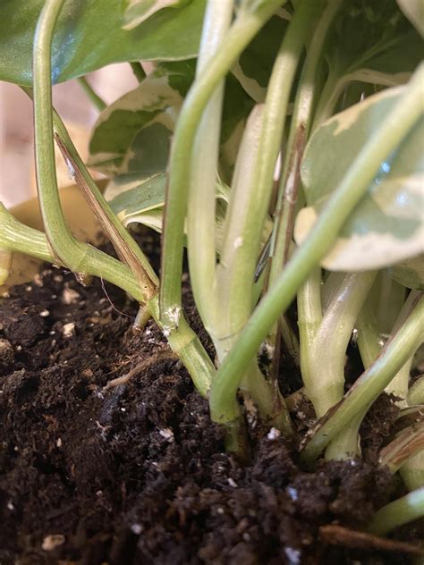 White fuzzy "bugs" : r/houseplants