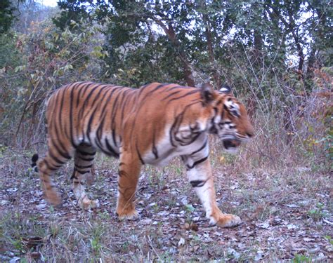 About Satkosia