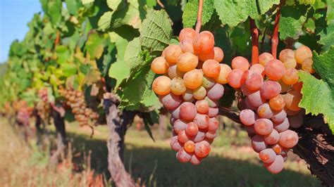 The best Pinot gris from Valais: discover the diversity of a classic ...