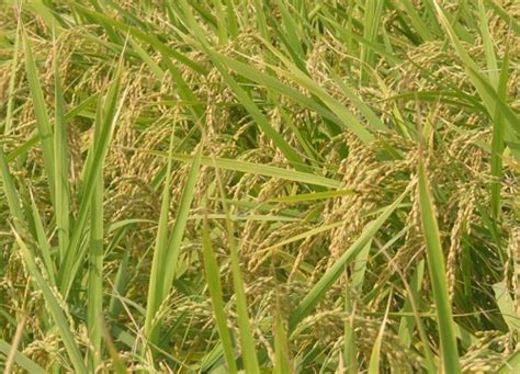 杂交水稻是什么意思（中国杂交水稻的地位和影响简介）-植物说